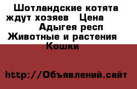 Шотландские котята ждут хозяев › Цена ­ 3 000 - Адыгея респ. Животные и растения » Кошки   